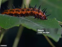 Attēlu rezultāti vaicājumam “Nematus salicis larva”