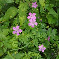 Attēlu rezultāti vaicājumam “Geranium palustre flower”
