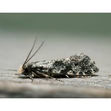 Attēlu rezultāti vaicājumam “Nemapogon cloacella”