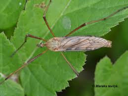 Attēlu rezultāti vaicājumam “Tetanops myopina”