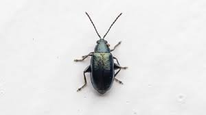 Attēlu rezultāti vaicājumam “Phyllotreta sp.”