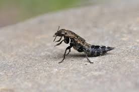 Attēlu rezultāti vaicājumam “Ontholestes murinus”