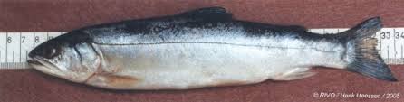 Image result for Salvelinus faroensis