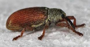 Attēlu rezultāti vaicājumam “Brachonyx pineti”