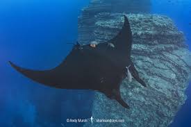 Image result for Mobula birostris