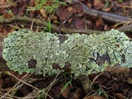 Attēlu rezultāti vaicājumam “Parmelia serrana”