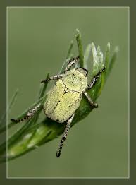 Attēlu rezultāti vaicājumam “Hoplia parvula”