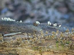 Attēlu rezultāti vaicājumam “Craterium minutum young”