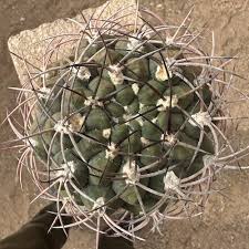 Image result for Gymnocalycium