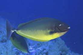 Image result for Naso hexacanthus