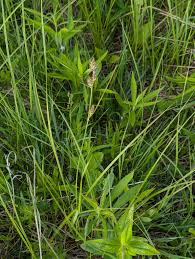 Attēlu rezultāti vaicājumam “Carex buxbaumii”