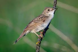 Image result for Locustella naevia