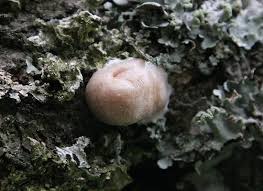 Attēlu rezultāti vaicājumam “Reticularia lycoperdon young”