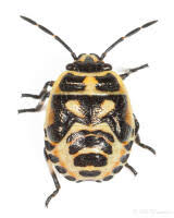 Attēlu rezultāti vaicājumam “Eurydema dominulus”