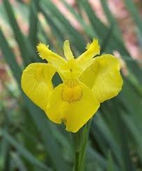 Attēlu rezultāti vaicājumam “Iris pseudacorus flower”