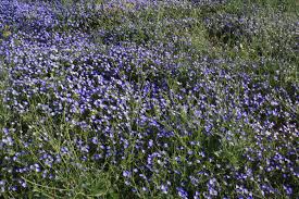 Image result for Convolvulus tricolor