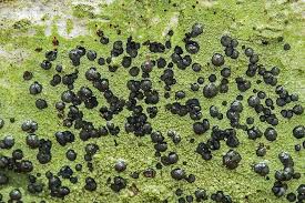 Attēlu rezultāti vaicājumam “Megalaria grossa”