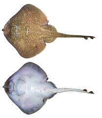 Image result for Leucoraja