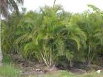 <b>Areca</b> Palm