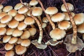 Attēlu rezultāti vaicājumam “Hypholoma sp.”