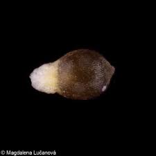 Attēlu rezultāti vaicājumam “Luzula campestris fruit”