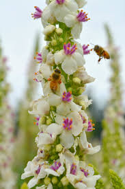 Attēlu rezultāti vaicājumam “Verbascum”