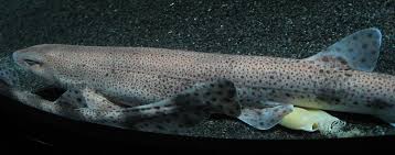 Image result for Scyliorhinus canicula