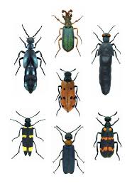 Attēlu rezultāti vaicājumam “Meloidae”