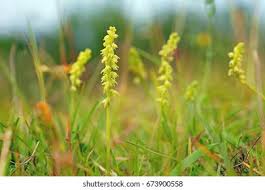 Attēlu rezultāti vaicājumam “Herminium monorchis”