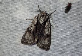 Attēlu rezultāti vaicājumam “Acronicta alni”