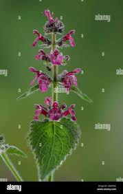 Attēlu rezultāti vaicājumam “Stachys sylvatica flower”