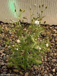 Attēlu rezultāti vaicājumam “Senecio vulgaris flower”