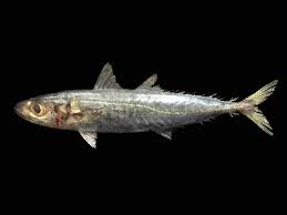 Attēlu rezultāti vaicājumam “Diderma simplex macro”