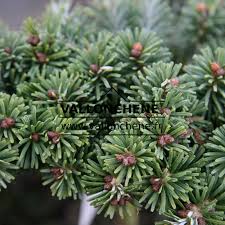 Attēlu rezultāti vaicājumam “Abies veitchii”