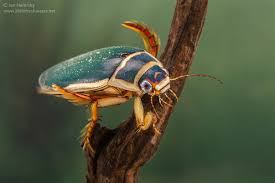 Attēlu rezultāti vaicājumam “Dytiscus marginalis”