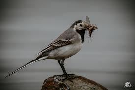 Image result for Motacilla alba
