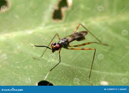 Attēlu rezultāti vaicājumam “Micropezidae”