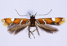 Attēlu rezultāti vaicājumam “Oecophoridae”