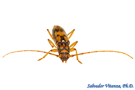 Attēlu rezultāti vaicājumam “Cerambycidae”