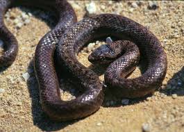 Attēlu rezultāti vaicājumam “Coronella austriaca adult”