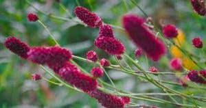 Attēlu rezultāti vaicājumam “Sanguisorba officinalis leaf”