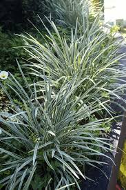 Attēlu rezultāti vaicājumam “Dianemataceae”