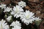 <b>Sanguinaria</b> canadensis