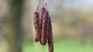 Attēlu rezultāti vaicājumam “Alnus glutinosa”