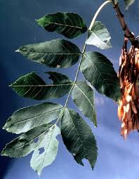 Attēlu rezultāti vaicājumam “Fraxinus excelsior leaf”