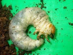 Attēlu rezultāti vaicājumam “Bolitophagus reticulatus larva”