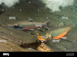 Image result for Salvelinus malma
