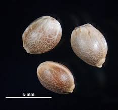 Attēlu rezultāti vaicājumam “Cannabis sativa fruit”