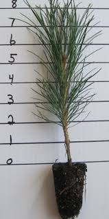 Attēlu rezultāti vaicājumam “Pinus ponderosa”