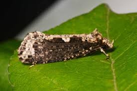 Attēlu rezultāti vaicājumam “Scardia boletella”